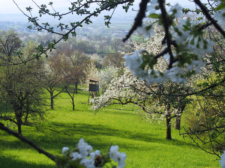 Frühlingslandschaft bei Herrenberg im Naturpark Schönbuch nahe dem Ringhotel Gasthof Hasen – Heimat Genuss Arrangement