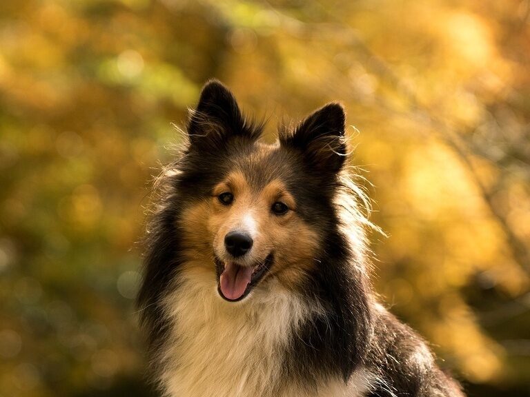 Hund im herbstlichen Naturpark Schönbuch bei Herrenberg nahe dem Ringhotel Gasthof Hasen ideal für Urlaub mit Hund