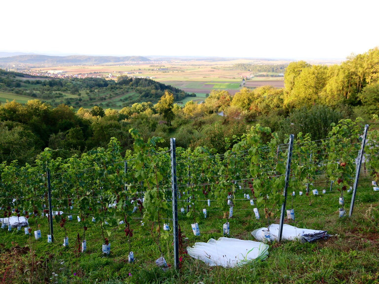 Biodynamisch bewirtschafteter Hasenweinberg bei Herrenberg im Naturpark Schönbuch