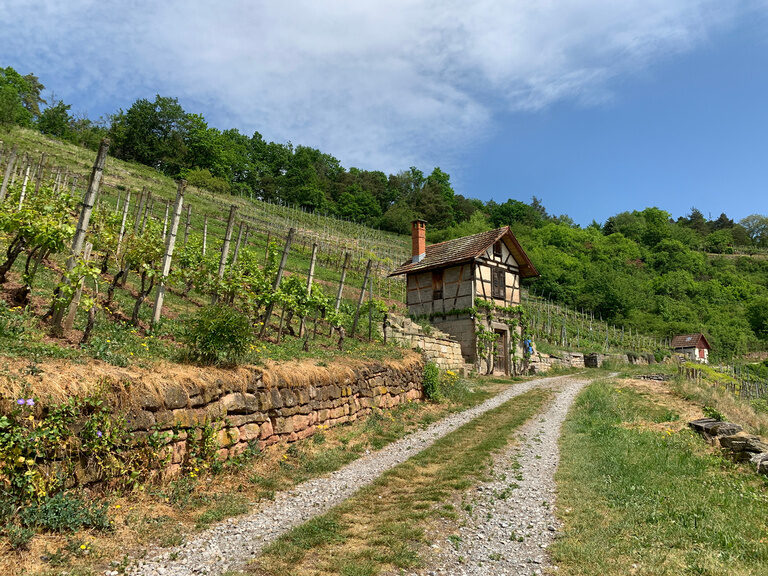 Weinberg des Ringhotel Gasthof Hasen in Herrenberg im Naturpark Schönbuch