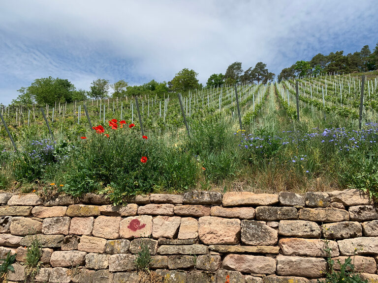 Weinberge bei Herrenberg im Naturpark Schönbuch mit blühender Wiese nahe dem Ringhotel Gasthof Hasen