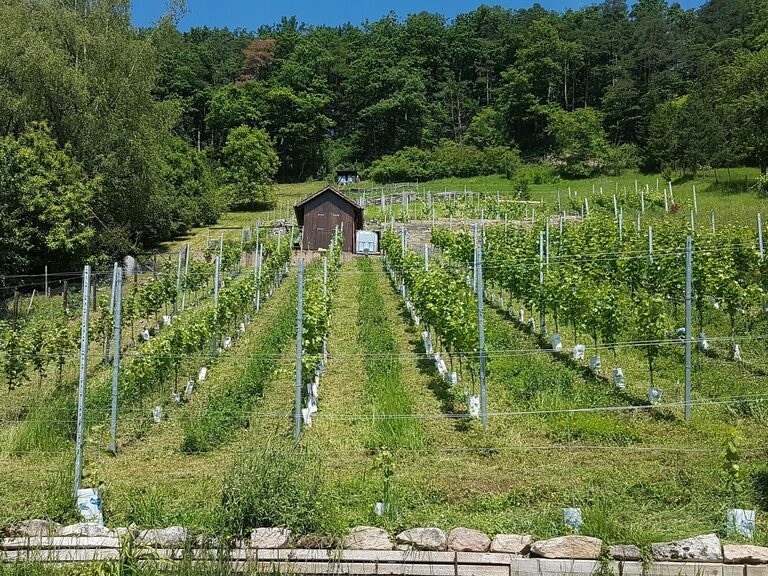 Nachhaltig bewirtschafteter Hasenweinberg bei Herrenberg im Naturpark Schönbuch mit begrünten Rebzeilen