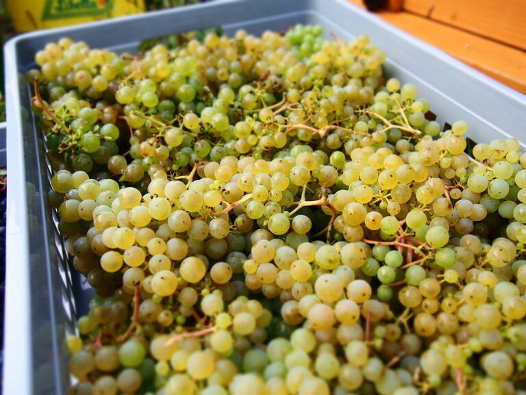 Frisch gelesene Trauben aus dem Hasenweinberg bei Herrenberg im Naturpark Schönbuch