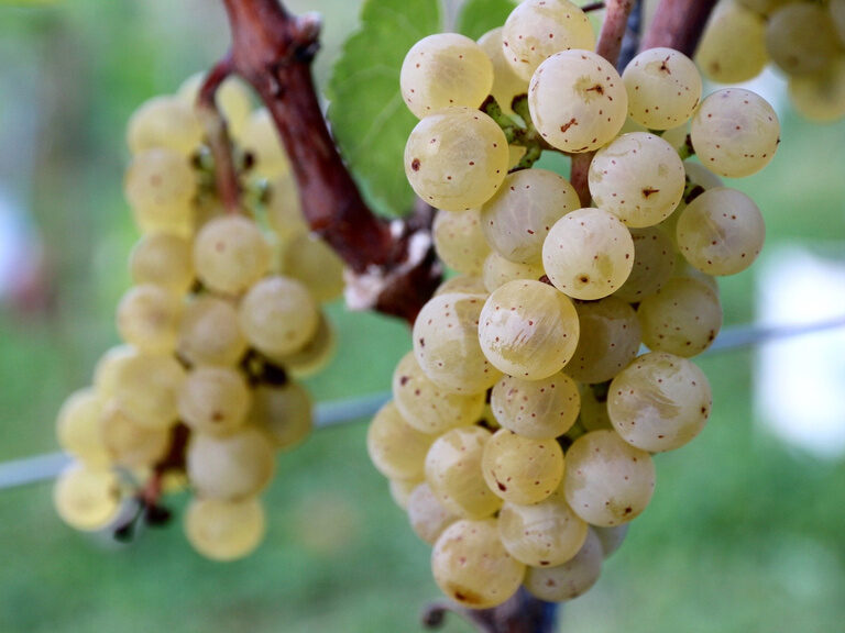 Reife Weintrauben im Hasenweinberg bei Herrenberg im Naturpark Schönbuch