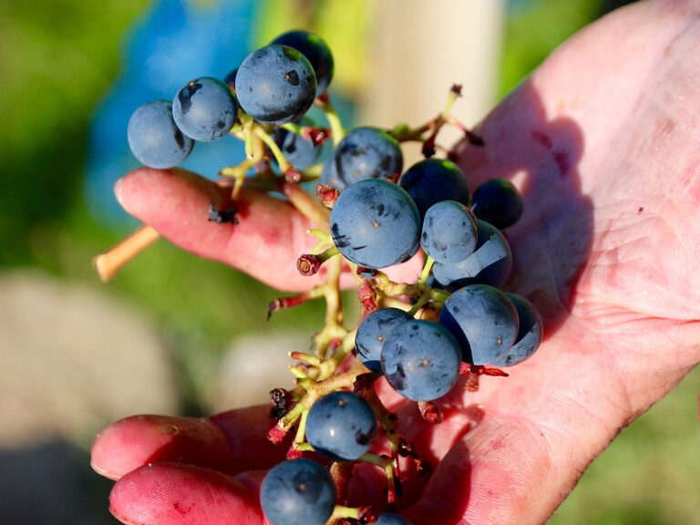Blaue Weintrauben mit Fraßspuren von Wespen in der Hand im Weinberg des Ringhotel Gasthof Hasen in Herrenberg
