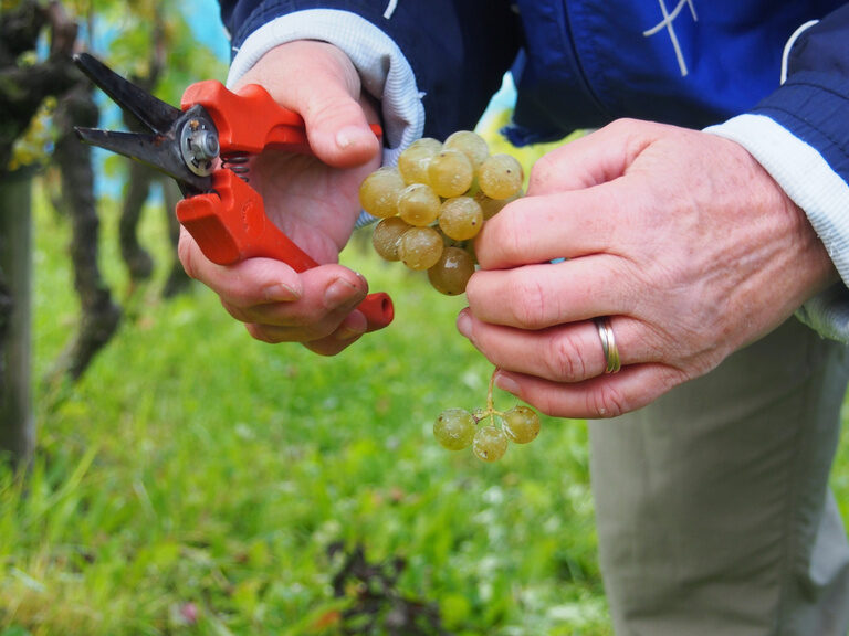 Trauben werden bei der Weinlese im hauseigenen Weinberg des Ringhotel Gasthof Hasen in Herrenberg im Naturpark Schönbuch geerntet