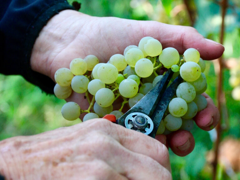 Weinlese im Hasen-Weinberg in Herrenberg mit frisch geernteten Trauben