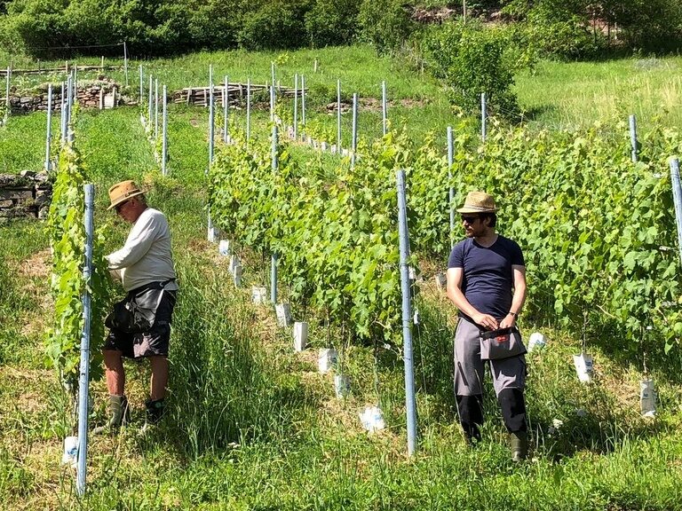 Biodynamisch bewirtschafteter Hasenweinberg bei Herrenberg im Naturpark Schönbuch