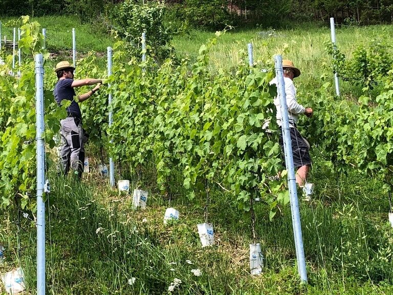 Rebpflege im Weinberg des Ringhotel Gasthof Hasen in Herrenberg mit Ausbrechen, Heften und Entblättern der Reben
