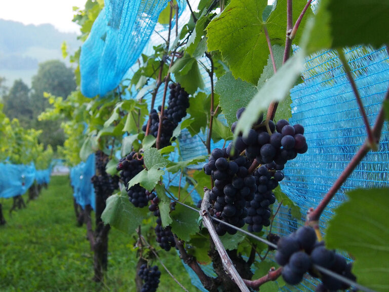 Reife Trauben im Weinberg des Ringhotel Gasthof Hasen in Herrenberg während der Vorbereitung der Weinlese im Naturpark Schönbuch