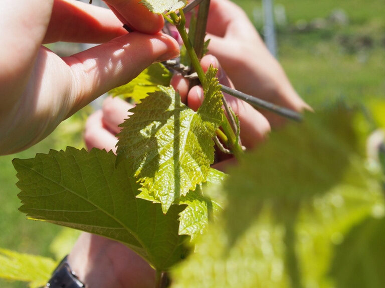 Arbeiten im Hasen-Weinberg in Herrenberg beim Heften der Reben im Naturpark Schönbuch