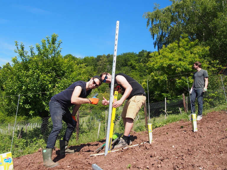 Arbeiten im Hasen-Weinberg in Herrenberg beim Setzen von Pfählen für neue Reben