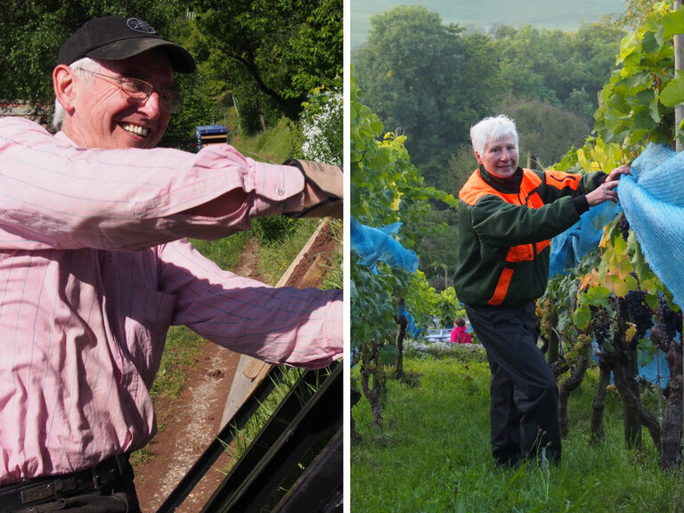 Weinlese im Hasenweinberg bei Herrenberg mit Unterstützung der Familie Stoll